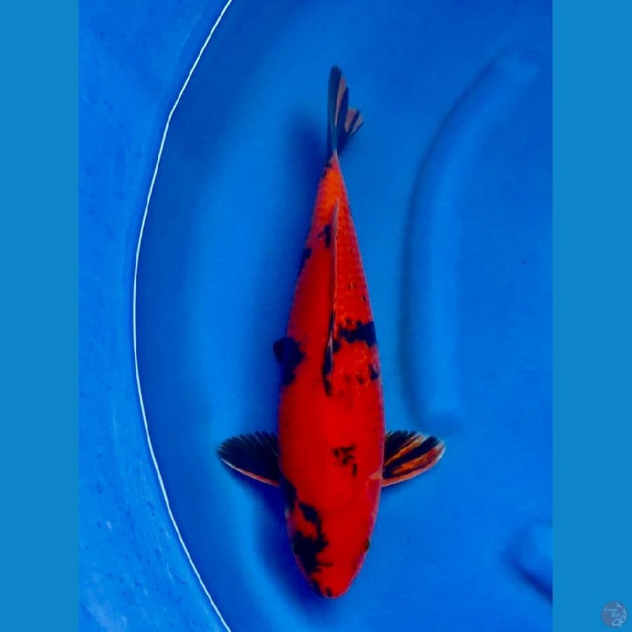 red utsuri 45 cm male