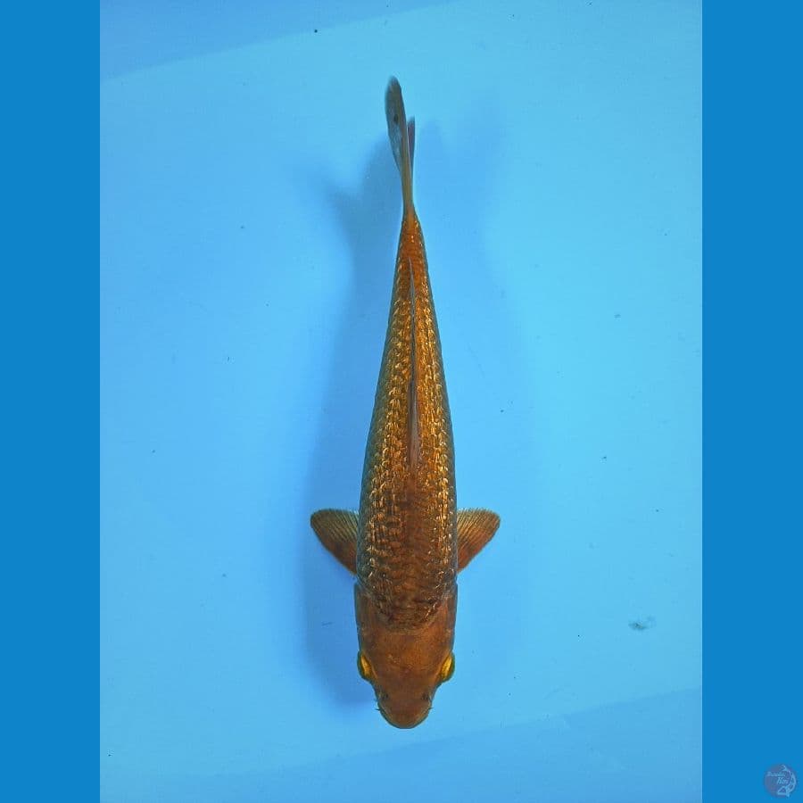 karamel ginrin 28cm male