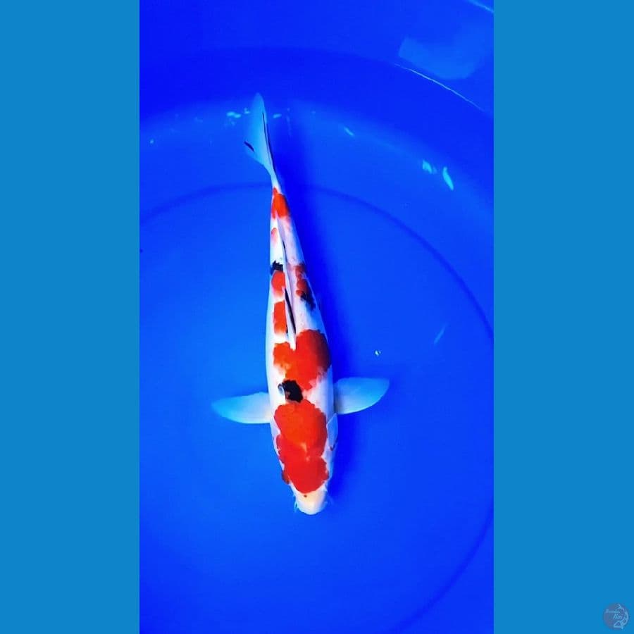 sanke super red 35 cm