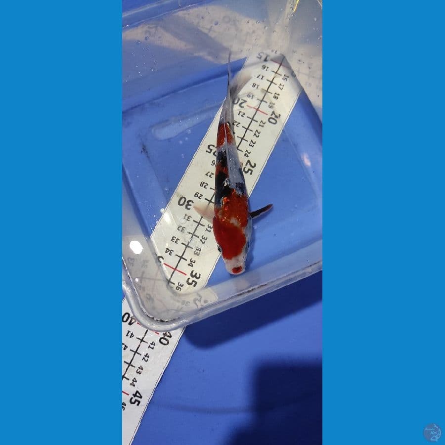 Showa bahan 17 cm jantan