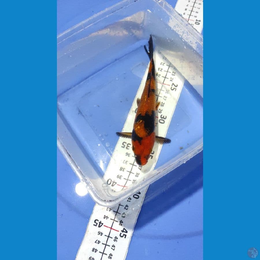 Hi Utsuri Sq 18 cm