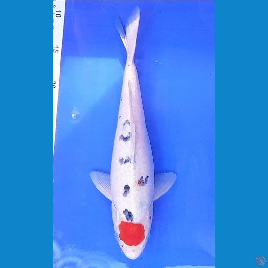TANCHO SANKE (32CM)