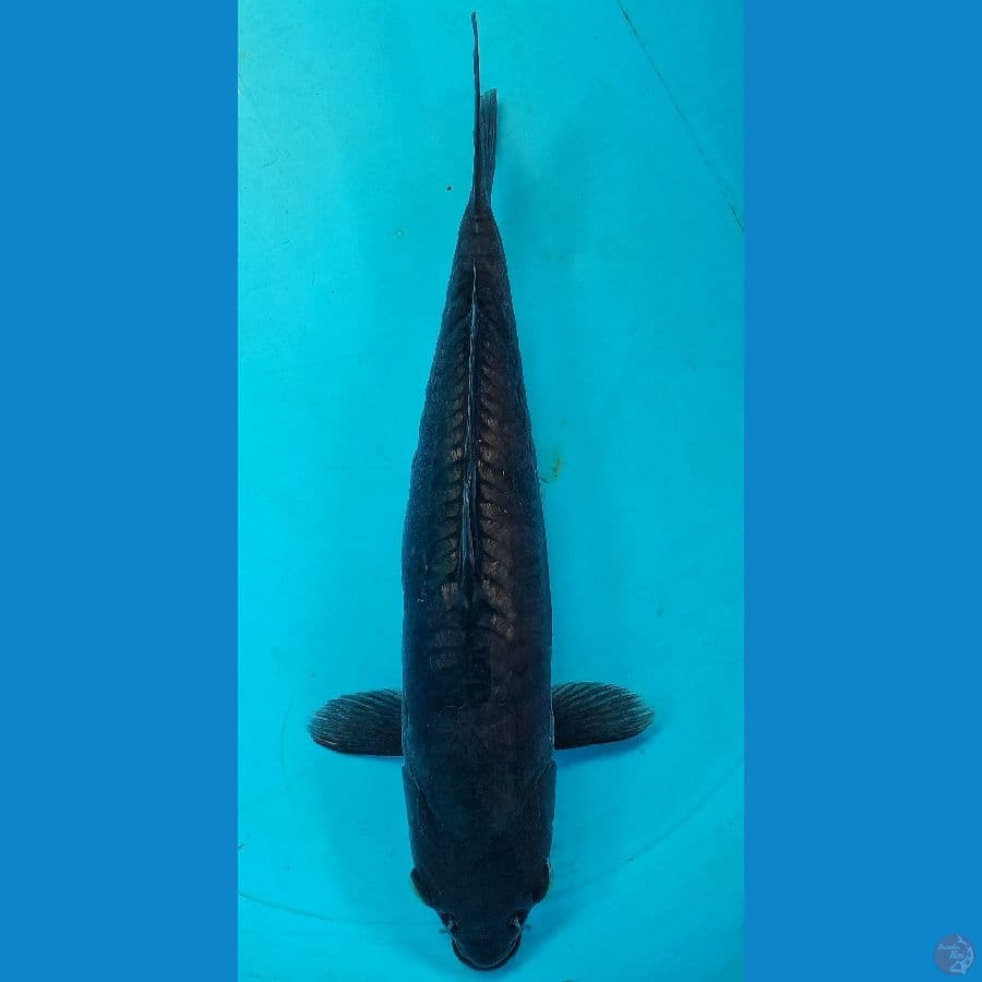 BLCK DIAMOND ARAGOKE (34CM)