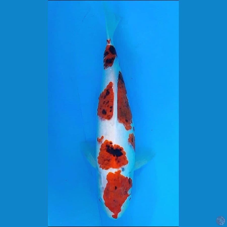 AI GOROMO (39CM)