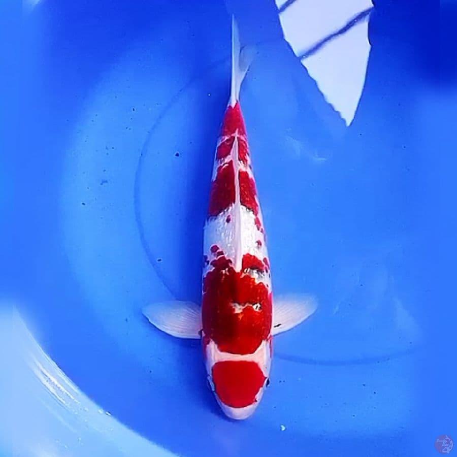 47cm AI GOROMO GINRIN