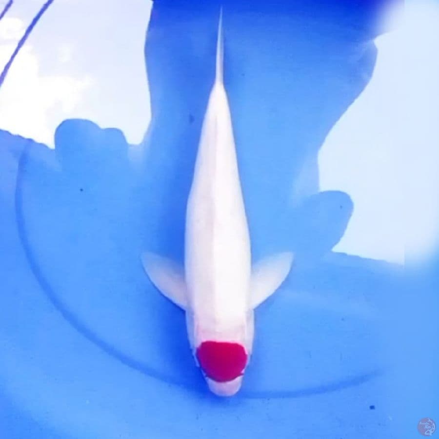 38cm KIREI TANCHO