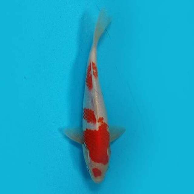 Kohaku 22cm