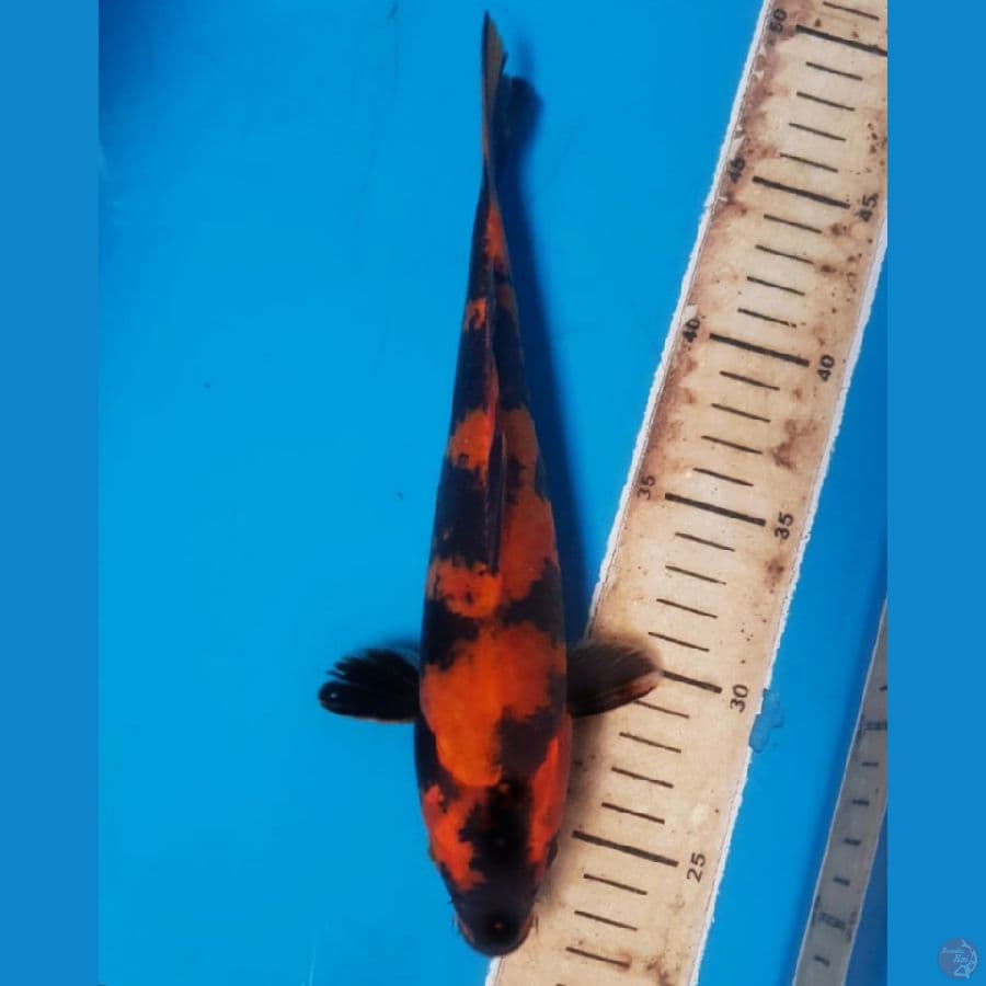 BHAN KEEP HIUTSURI 26CM