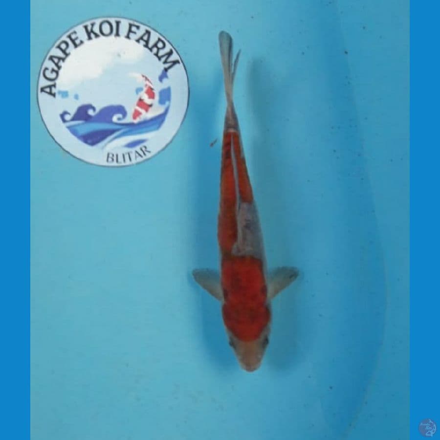 Doitsu ochiba 22 cm