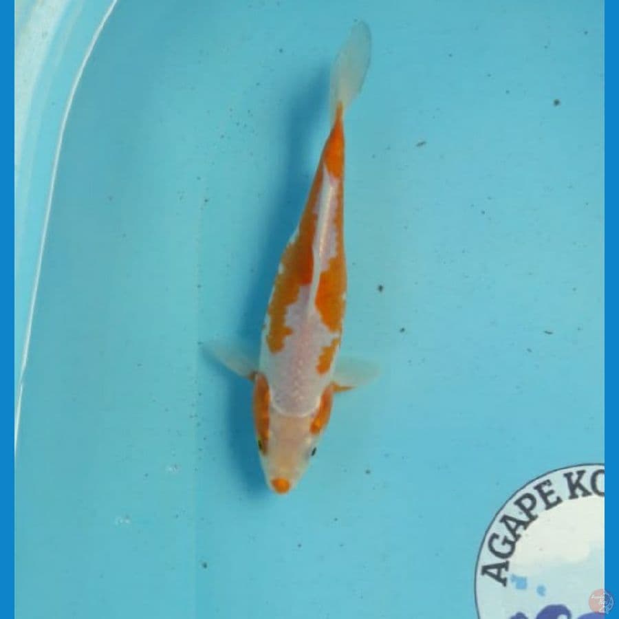 Sabikoyo 23 cm