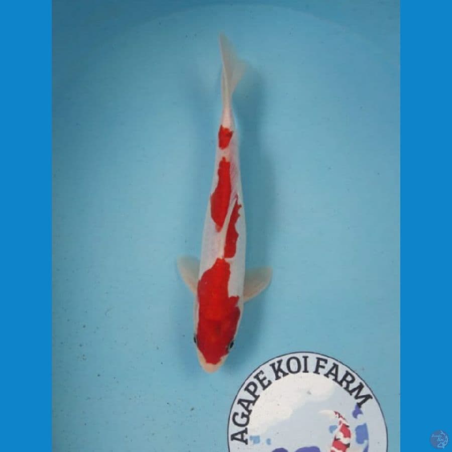 Doitsu kohaku 24 cm