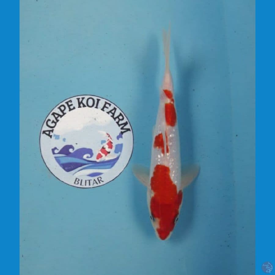 Ginrin kohaku 23 cm