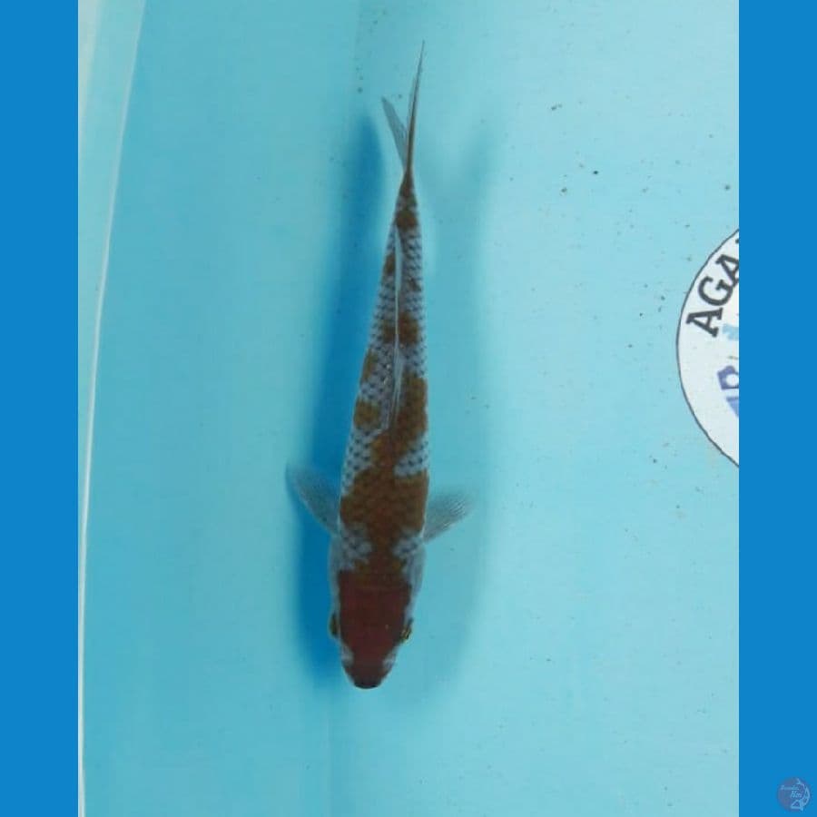 ochiba 23 cm