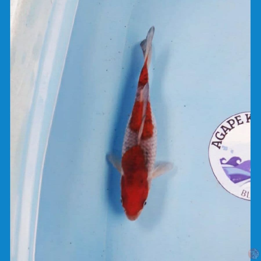 Ochiba 24 cm