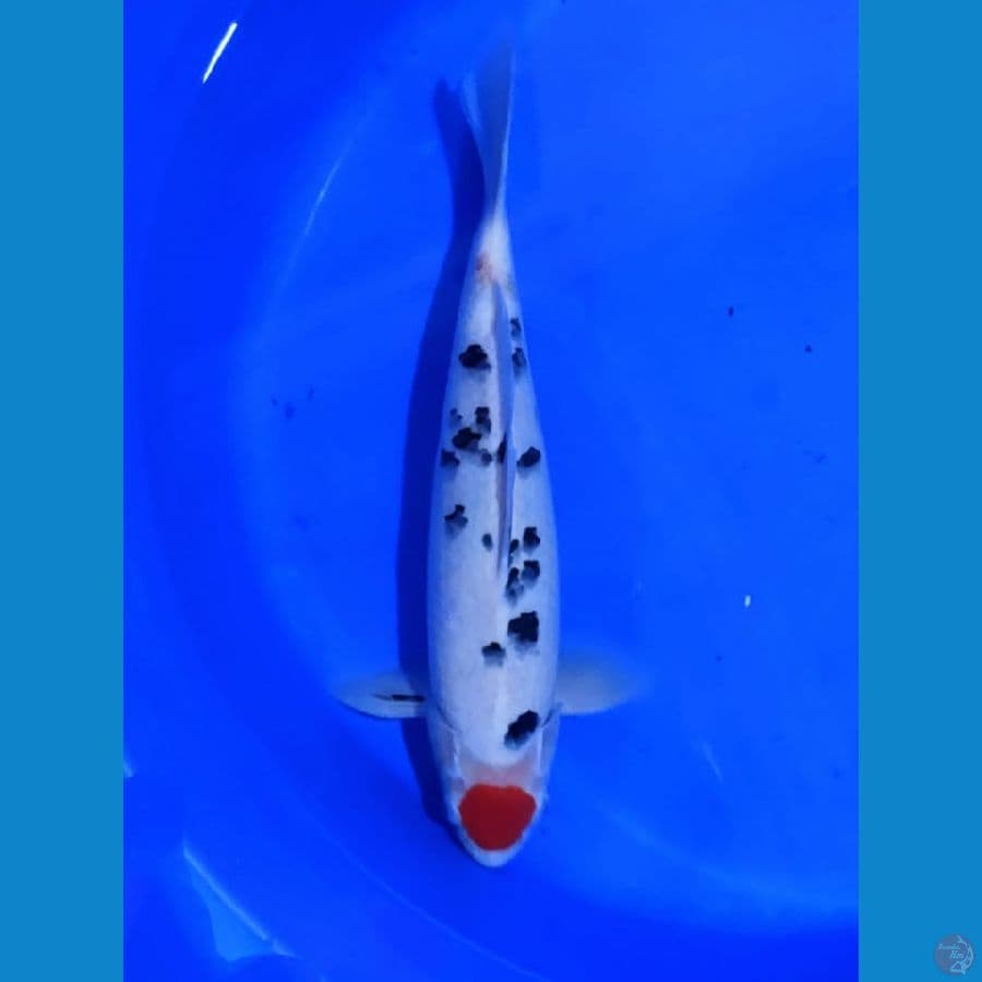 Tancho 38 cm