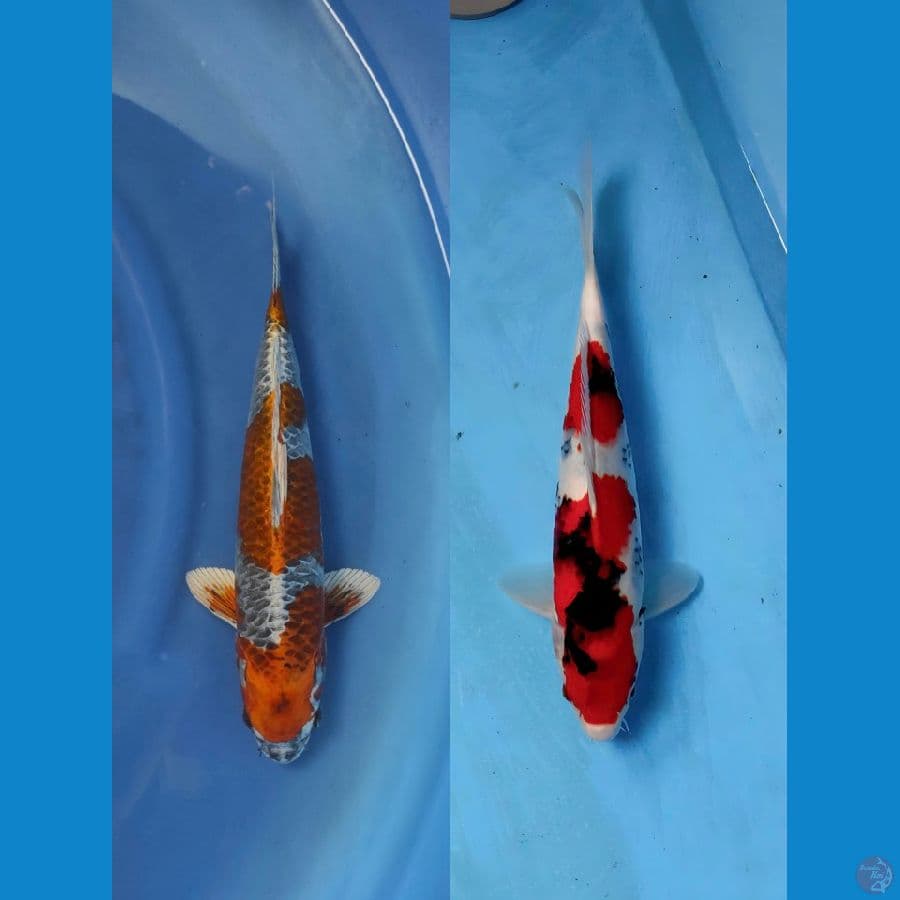 36 - 33cm male...
