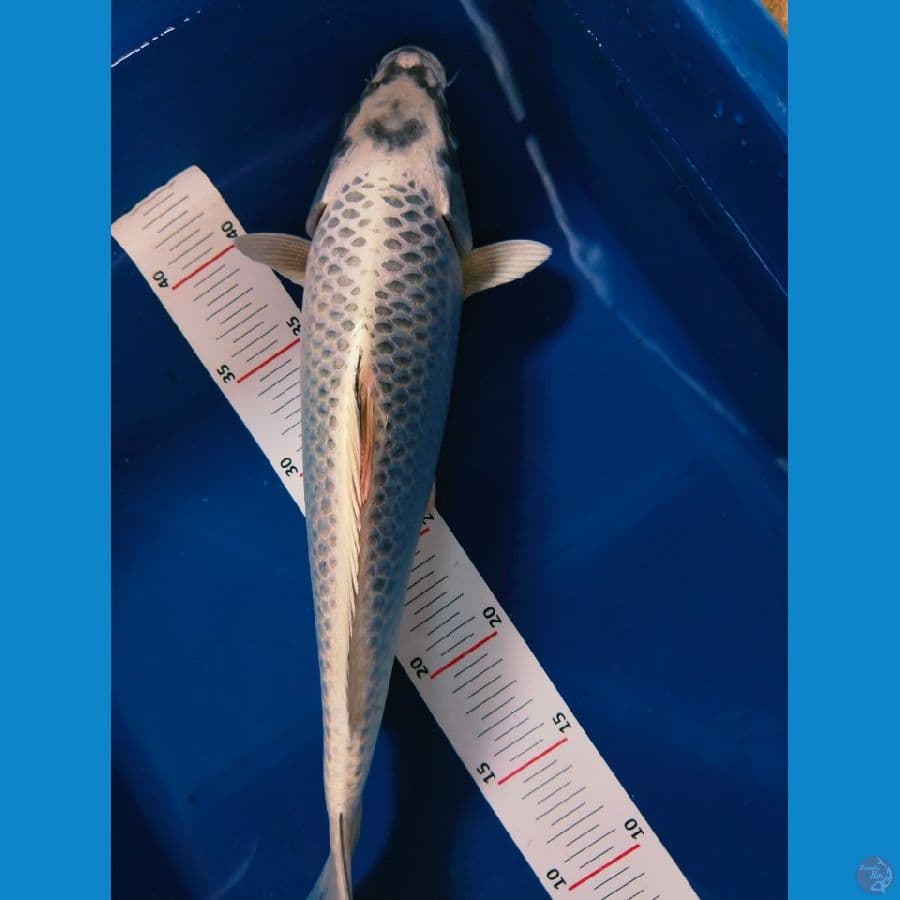 mukasipi35cm