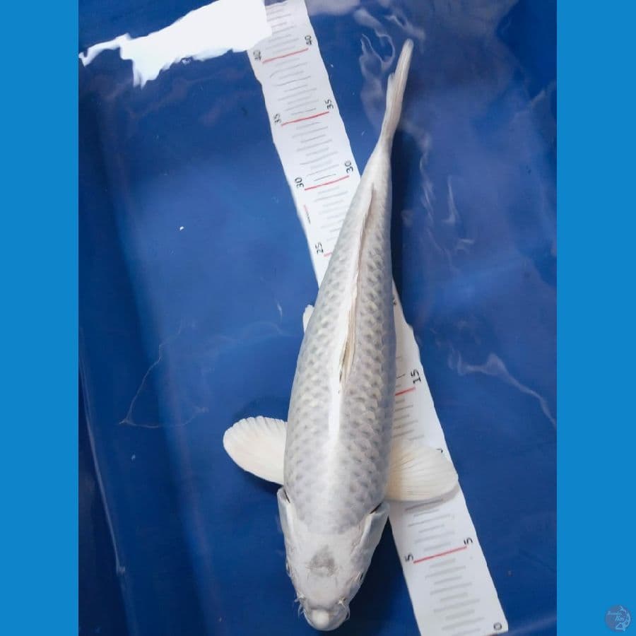platinum 35cm