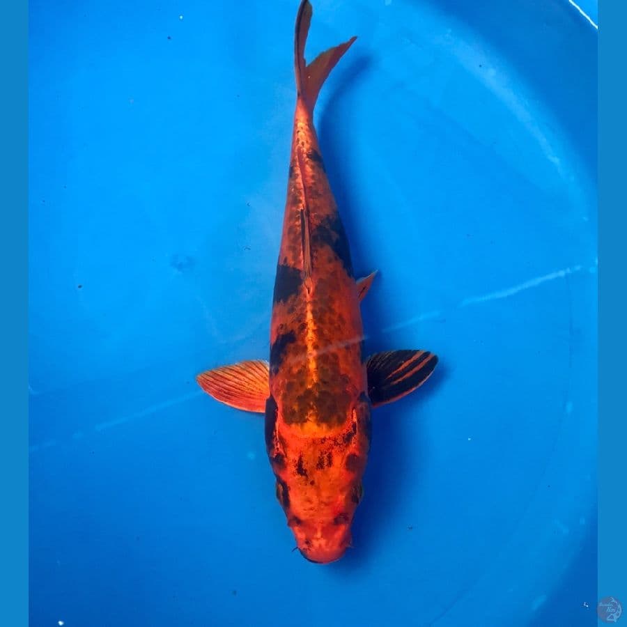 kage utsuri 30cm