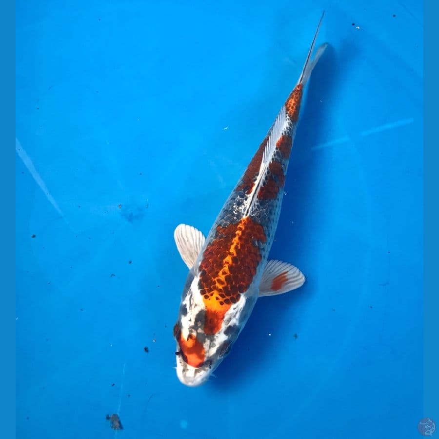 beni gingga 20cm