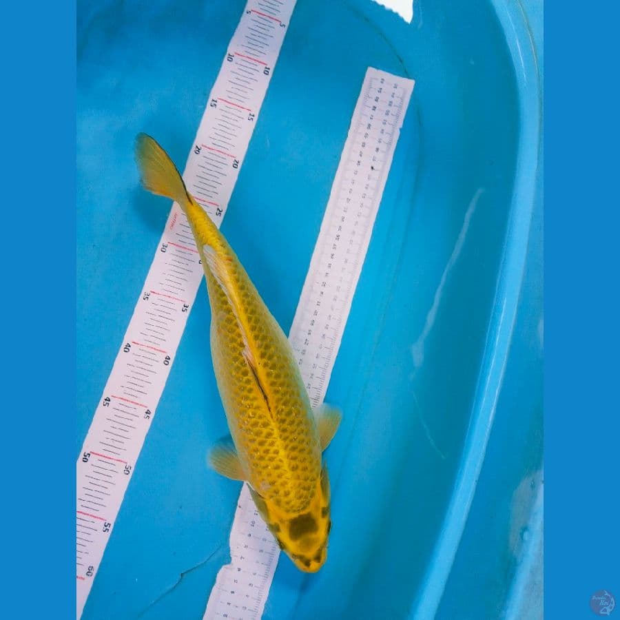 mukasi 41cm betina