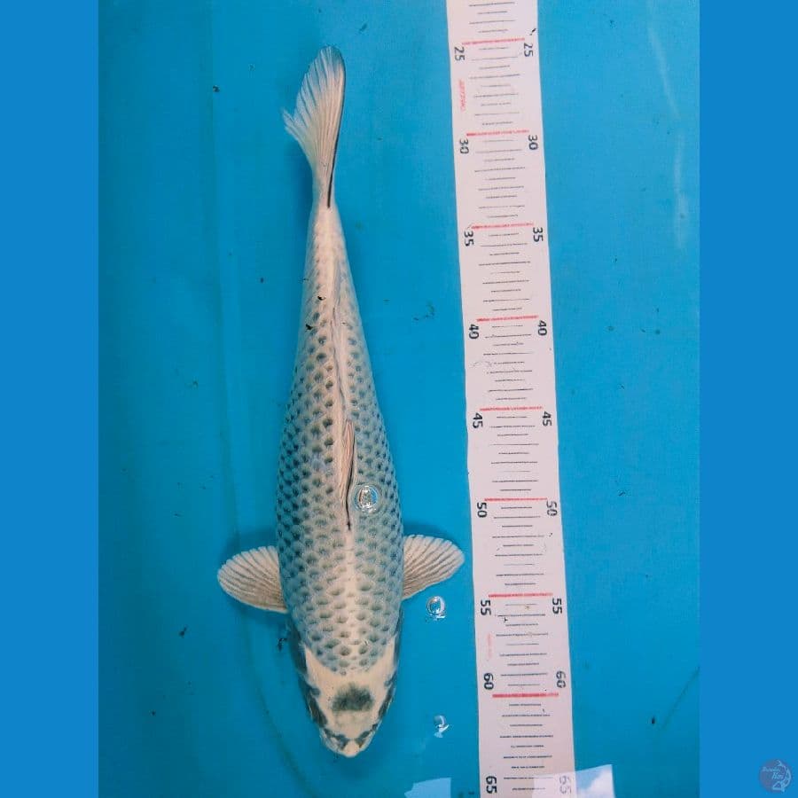 mukasi 35cm