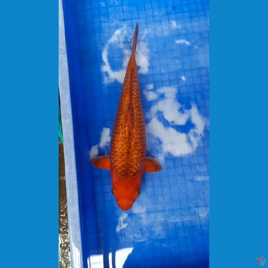 Karamel fuull ginrin 35cm SQ