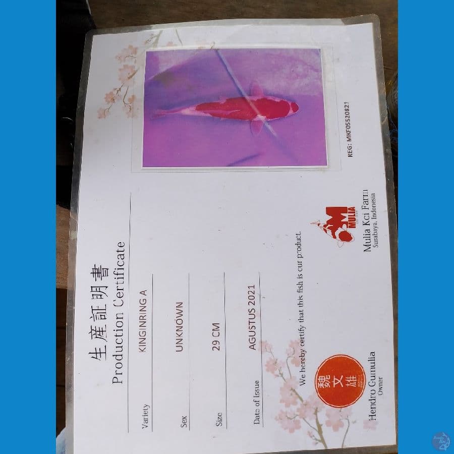kohaku import 60 bu