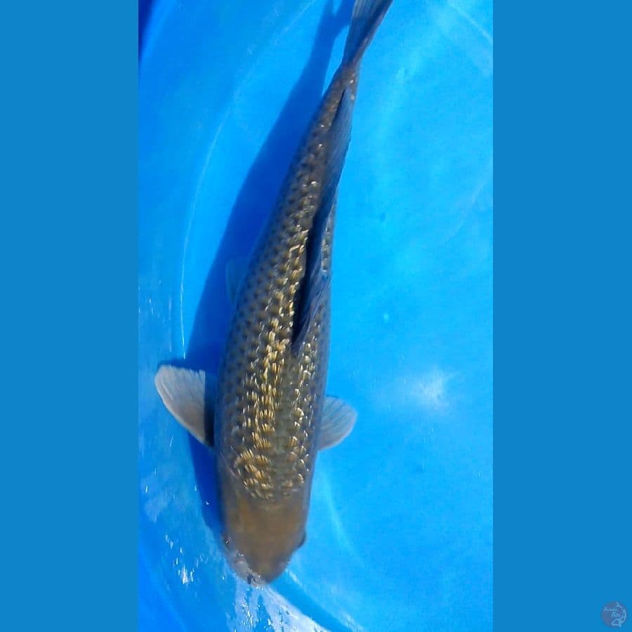 black chagoi 52 cm male