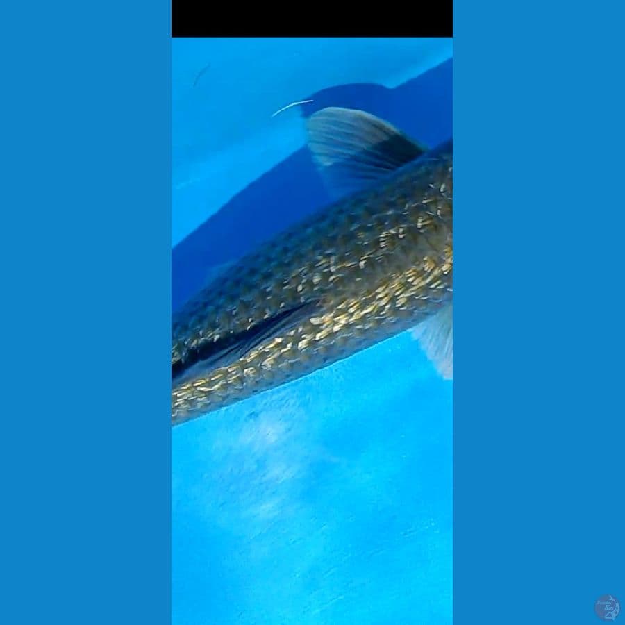 black chagoi 52 cm male