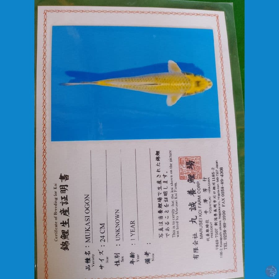 mukasi inport 65 cm male