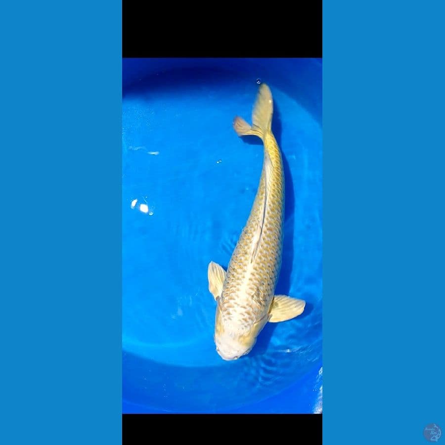 mukasi inport 65 cm male