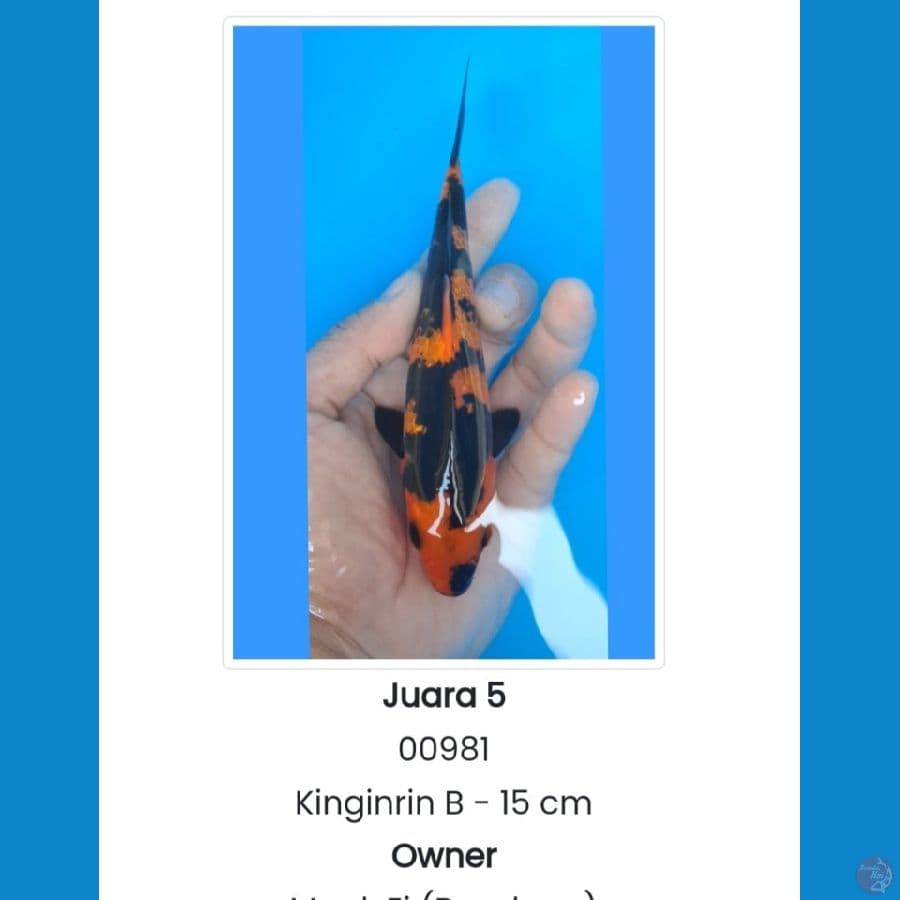 Hiu Ginrin 17cm SQ