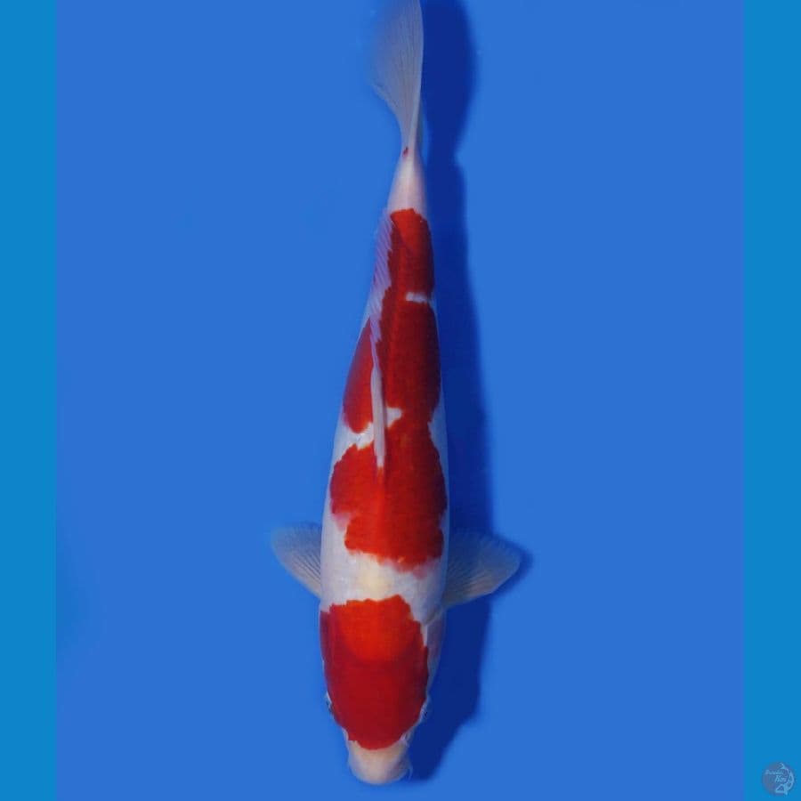 32cm, Kohaku ♂️