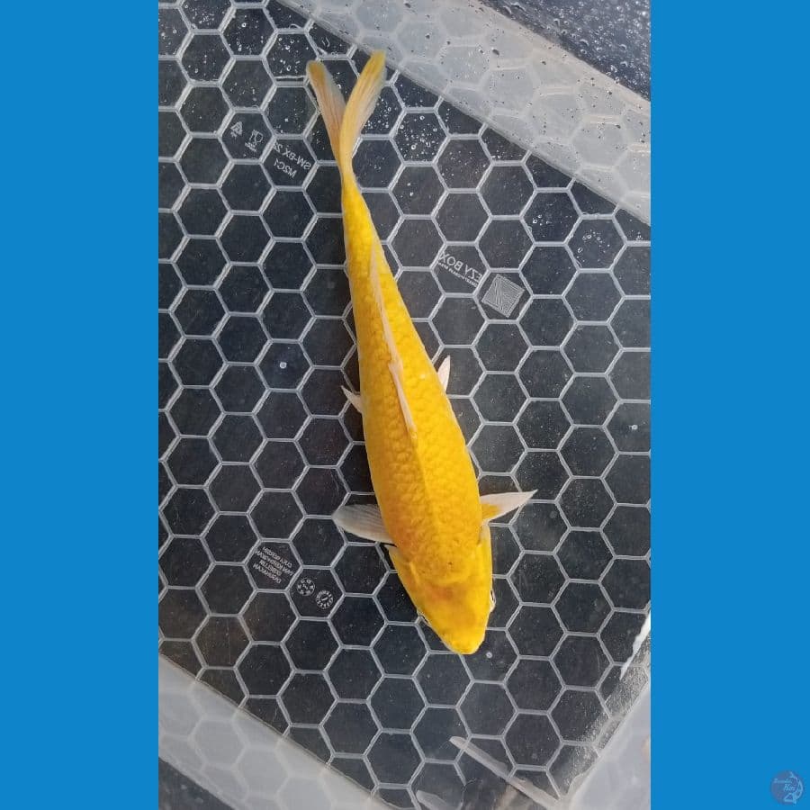 Karashi