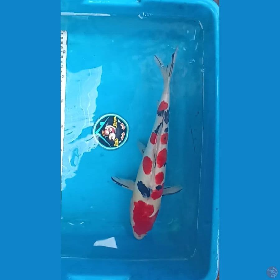 Sanke Doitsu bahan SQ 35cm