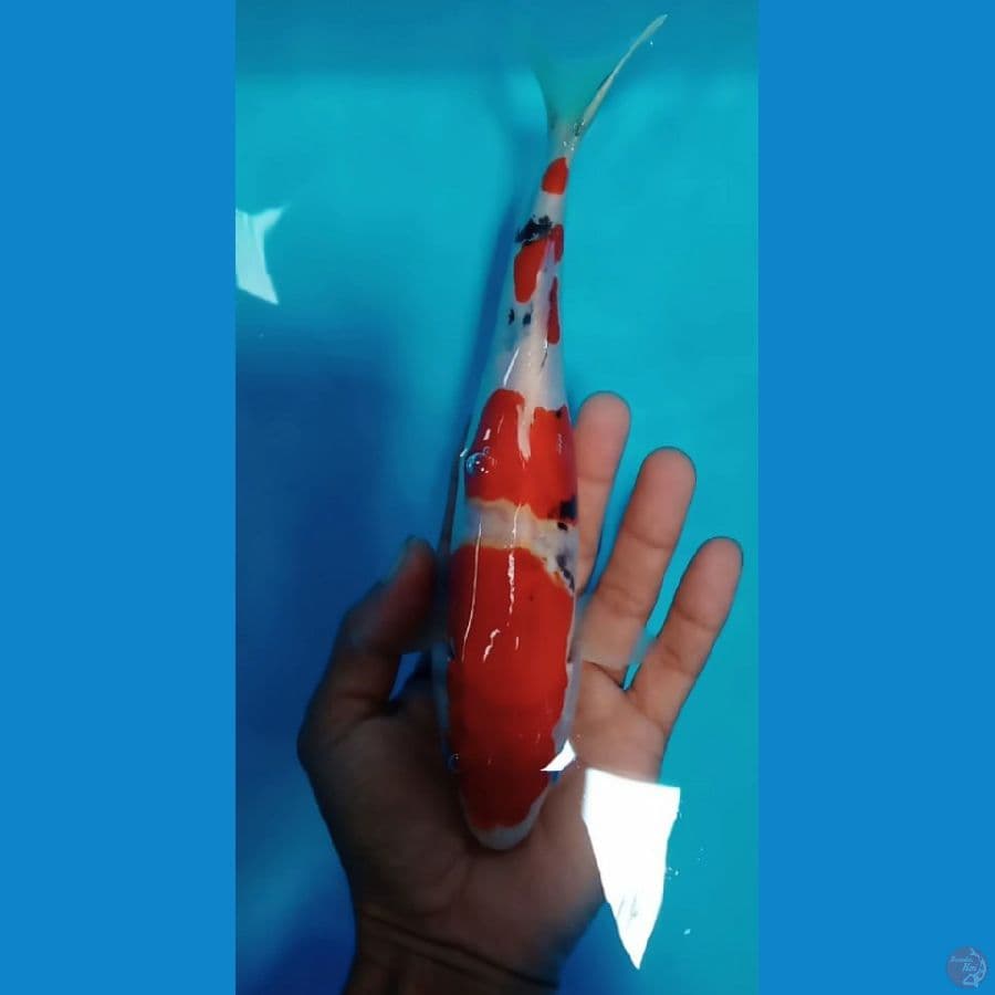 doitsu size : 23 cm
