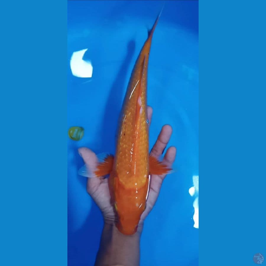 aka hajiro gindrin size : 33 cm