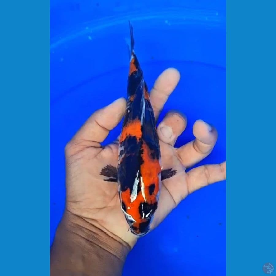 showa 27 cm