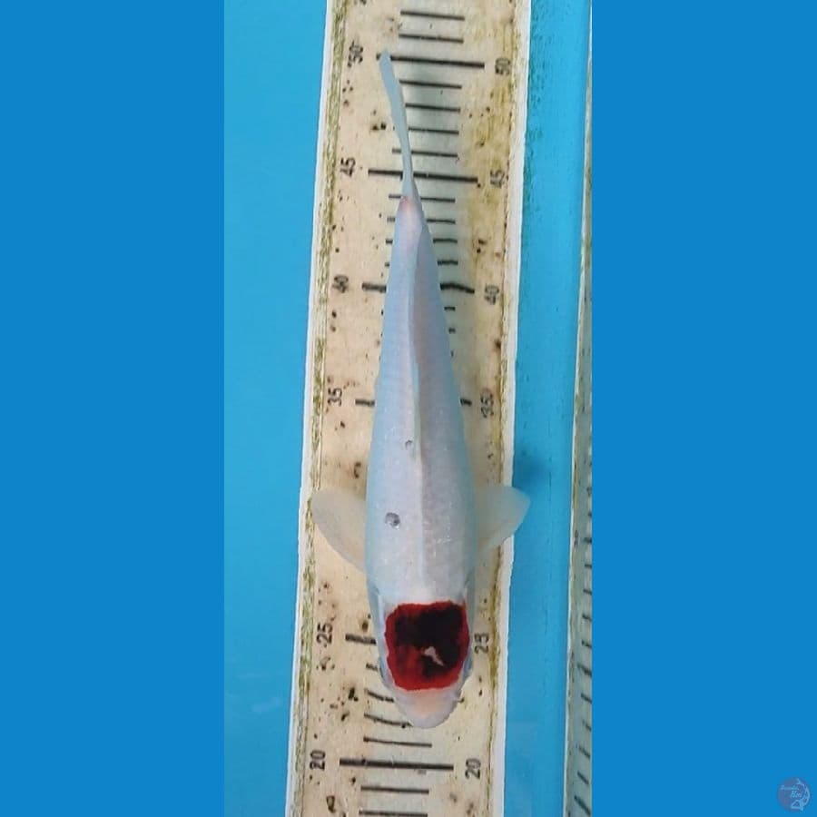 tanco ai koromo -+28 cm