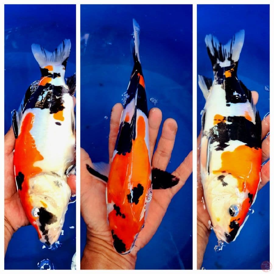 28cm Showa Doitsu