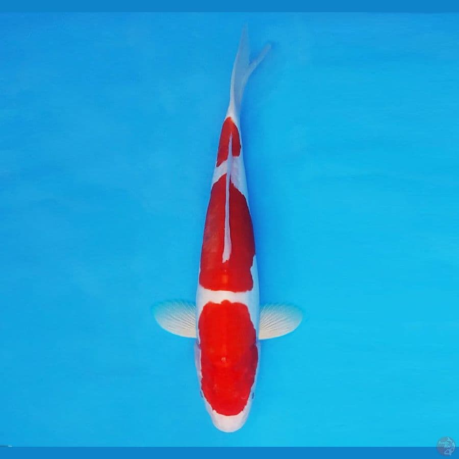 ASAHI 7 (28 CM/male) ~ Kohaku Doitsu Murni ™,-