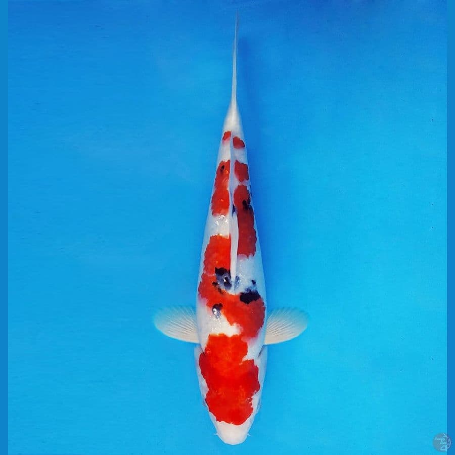 ASAHI 9 (37 CM/fm) ~ Inazuma Sanke ™,-