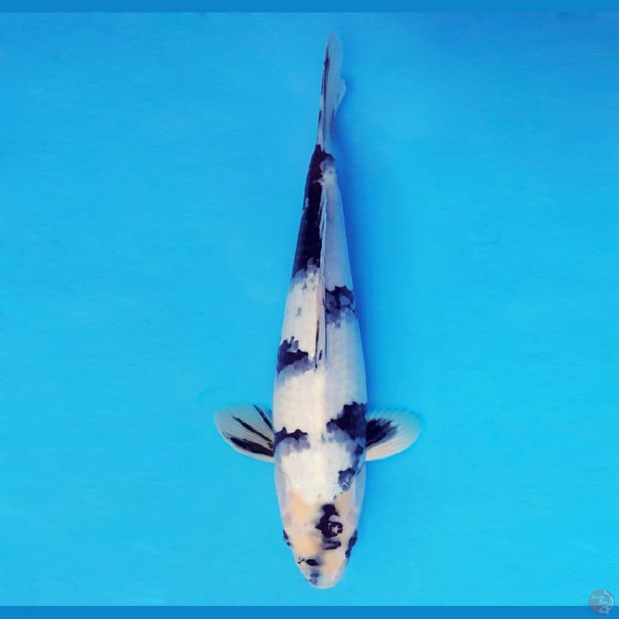 ASAHI 13 (35 CM/fm) ~ Shiro Evolution ™,-