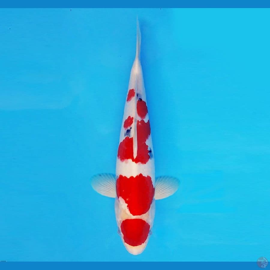 ASAHI 14 (32 CM/male) ~ Maruten Sanke ™,-