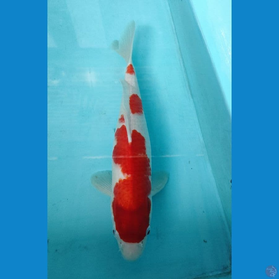 kohaku ory 35 cm