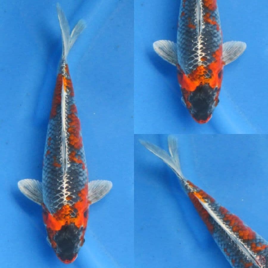 35cm, Beni Ginga SQ