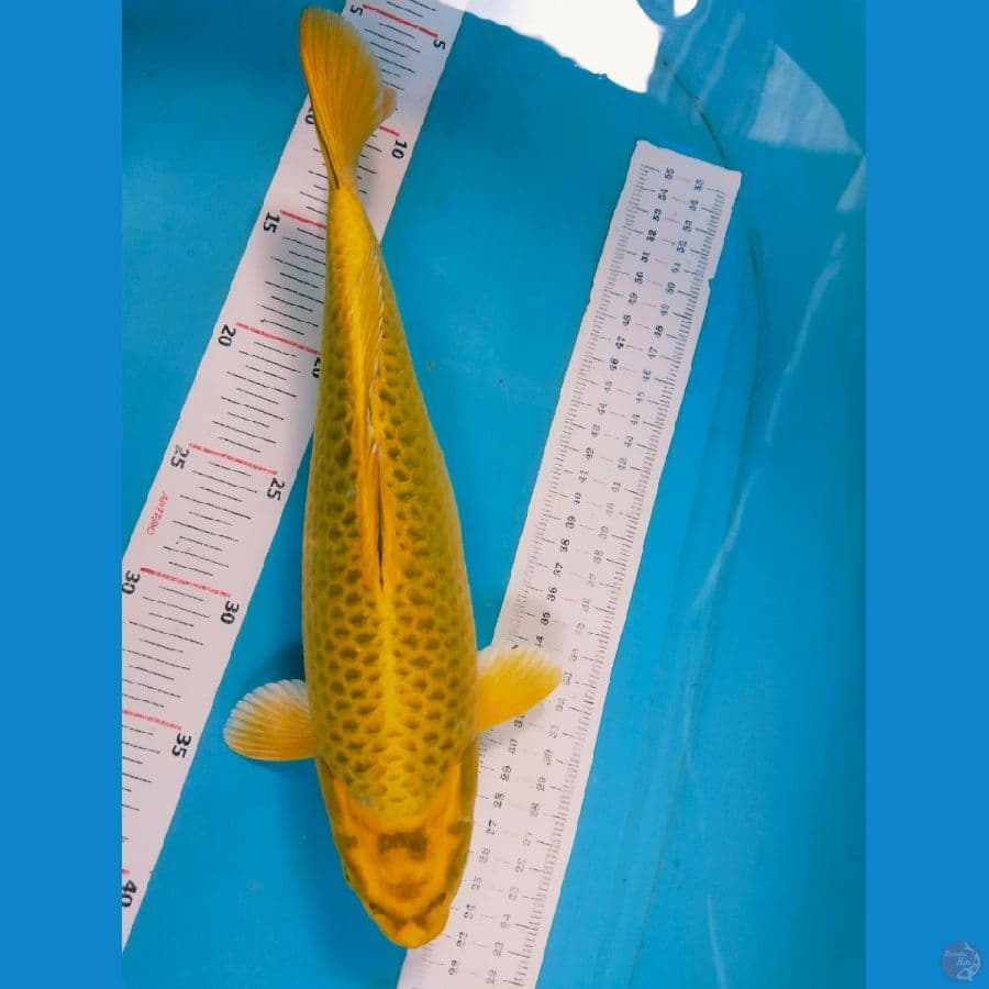 ogon 32cm
