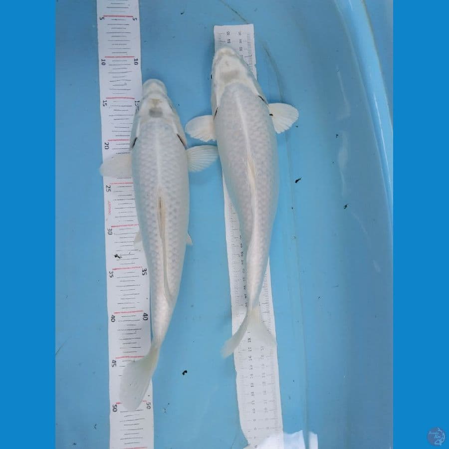 kawari 35cm