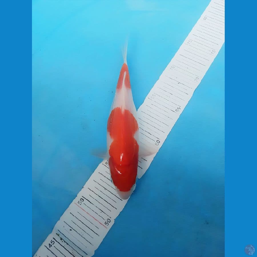 bahan 20cm